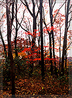 Fall leaves at Cooper's Rock